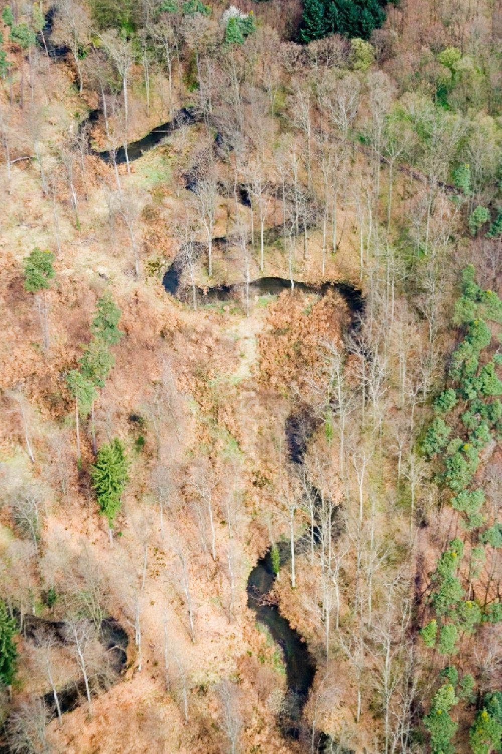 Luftaufnahme Kandel - Serpentinenförmiger Kurvenverlauf eines Bach - Flüsschens Otterbach in Kandel durch den noch laublosen Frühlingswald im Bundesland Rheinland-Pfalz