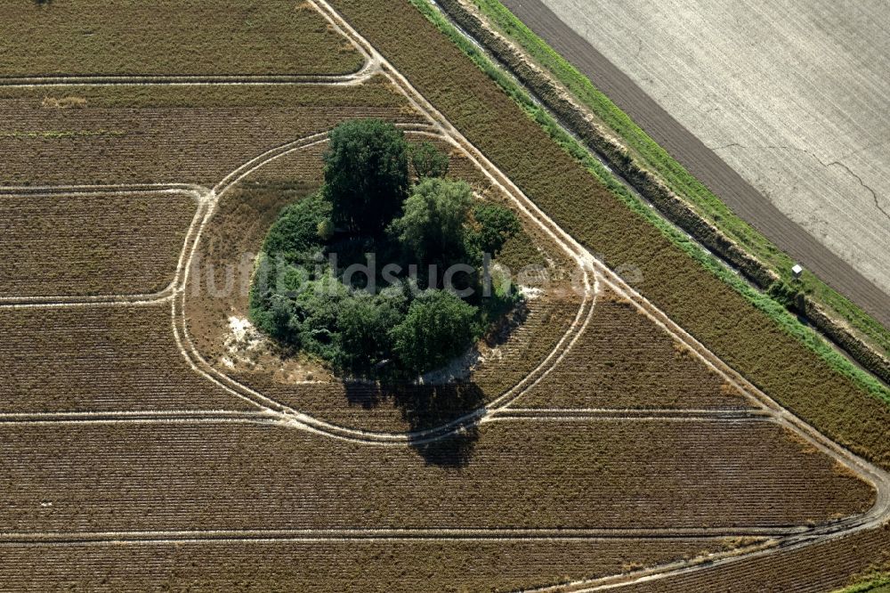 Loissin aus der Vogelperspektive: Soll Biotop in einem Feld in Loissin im Bundesland Mecklenburg-Vorpommern, Deutschland