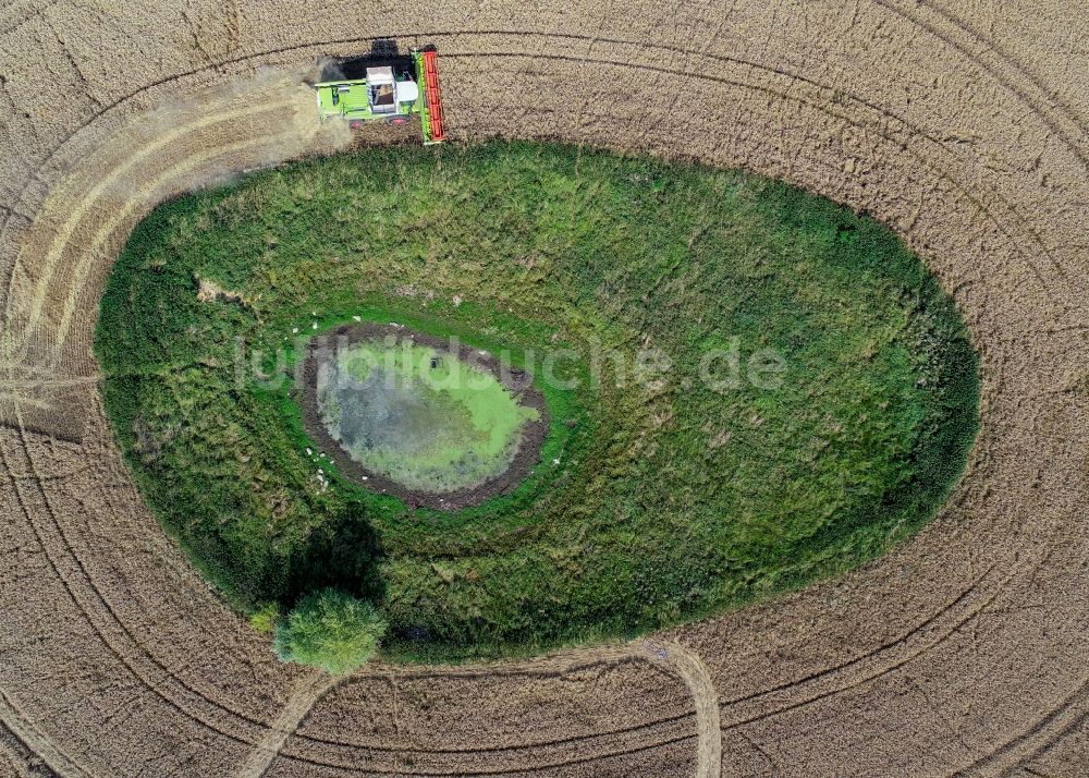 Luftbild Petersdorf - Soll Biotop in der Feldoberfläche mit umrundenden Ernte- Mähdrescher in Petersdorf im Bundesland Brandenburg, Deutschland