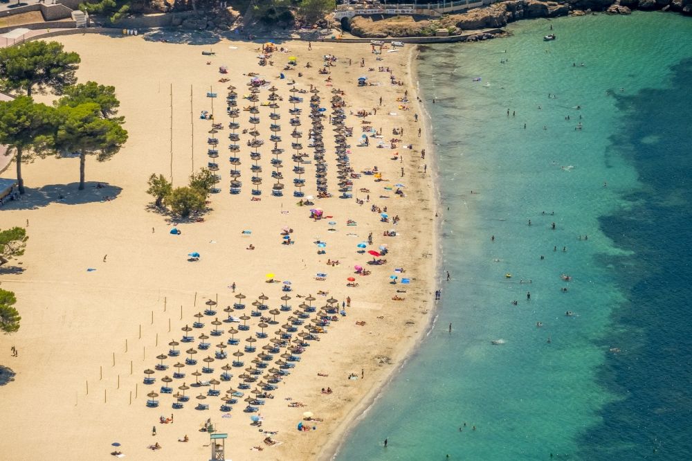 Luftaufnahme Calvia - Sonnenschirm- Reihen am Sand- Strand im Küstenbereich Platja Gran de Torà in Calvia in Balearische Insel Mallorca, Spanien
