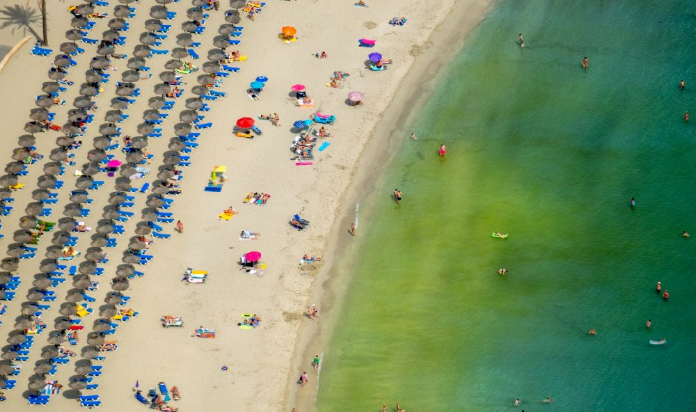 Luftaufnahme Peguera - Sonnenschirmreihen am Sand- Strand im Küstenbereich des Platja Palmira entlang der Promenade des Bulevar de Peguera in Peguera in Balearische Insel Mallorca, Spanien