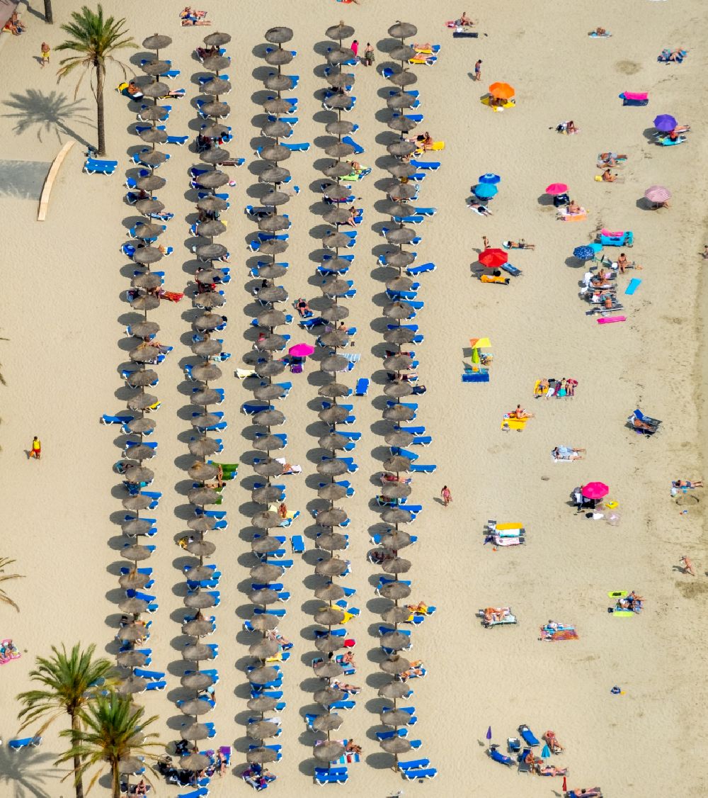 Luftaufnahme Peguera - Sonnenschirmreihen am Sand- Strand im Küstenbereich des Platja Palmira entlang der Promenade des Bulevar de Peguera in Peguera in Balearische Insel Mallorca, Spanien
