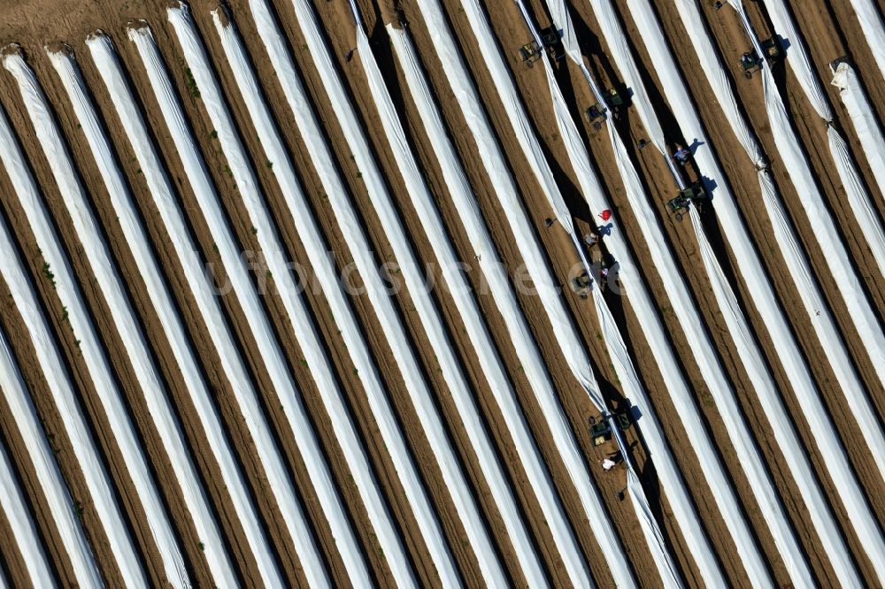 Luftbild Staffelde - Spargelbauern bei der Spargel -Ernte / Spargel stechen auf den Spargefeld ern bei Staffelde in Brandenburg
