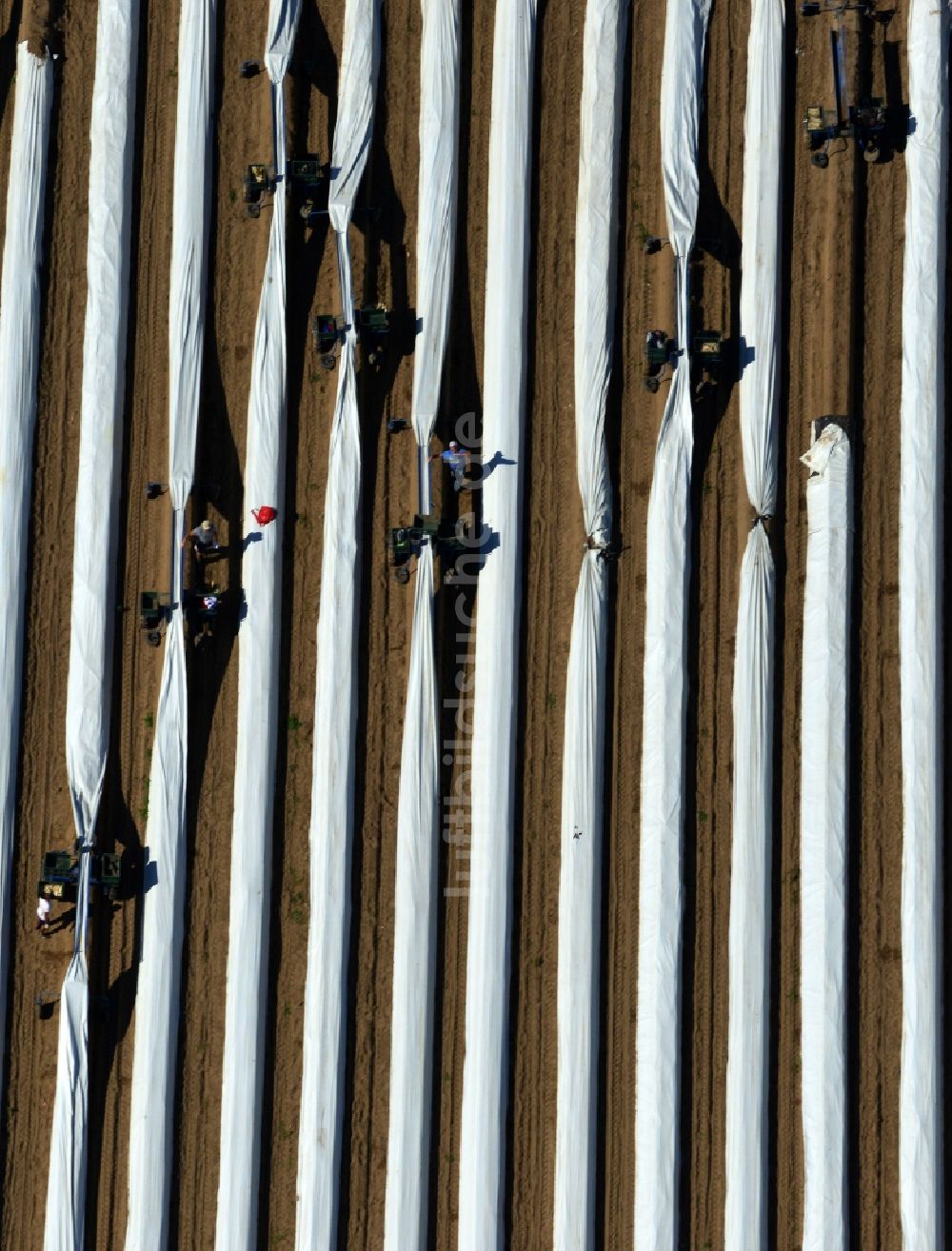 Staffelde von oben - Spargelbauern bei der Spargel -Ernte / Spargel stechen auf den Spargefeld ern bei Staffelde in Brandenburg