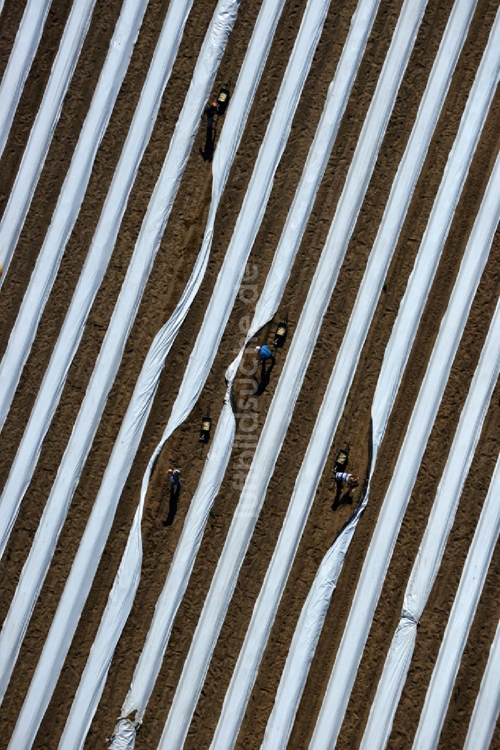Luftaufnahme Staffelde - Spargelbauern bei der Spargel -Ernte / Spargel stechen auf den Spargefeld ern bei Staffelde in Brandenburg