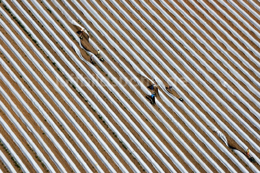 Staffelde aus der Vogelperspektive: Spargelbauern bei der Spargel -Ernte / Spargel stechen auf den Spargefeld ern bei Staffelde in Brandenburg