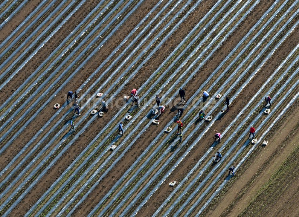 Schmilau von oben - Spargelernte Anbau auf Feld- Flächen in Schmilau im Bundesland Schleswig-Holstein, Deutschland