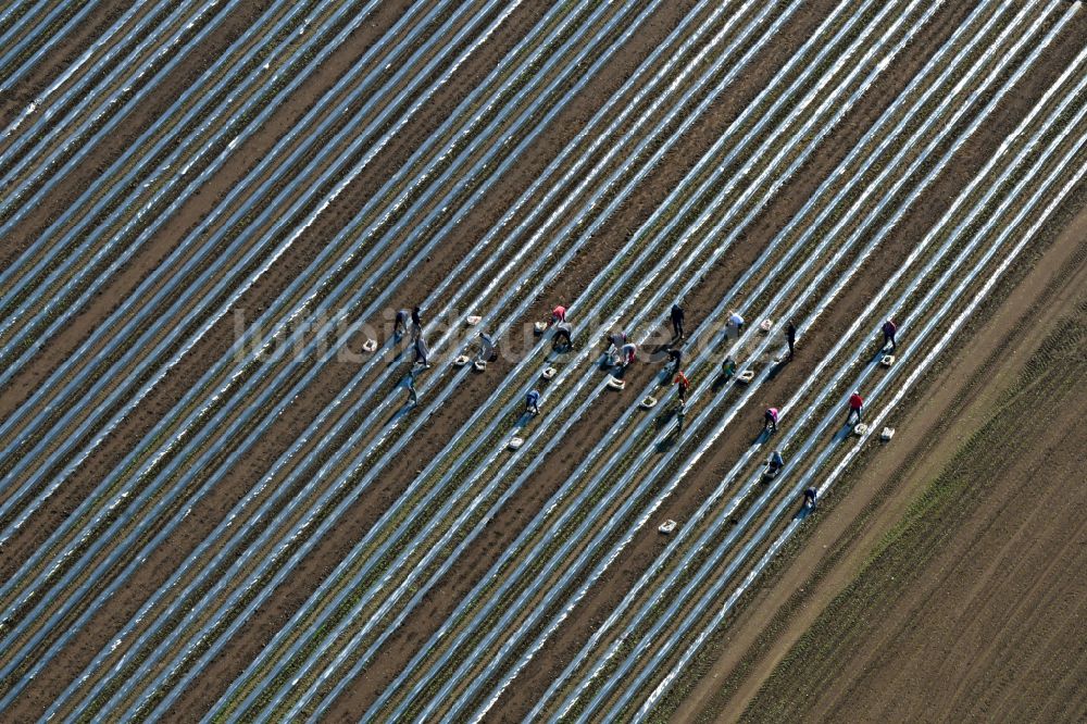 Luftaufnahme Schmilau - Spargelernte Anbau auf Feld- Flächen in Schmilau im Bundesland Schleswig-Holstein, Deutschland