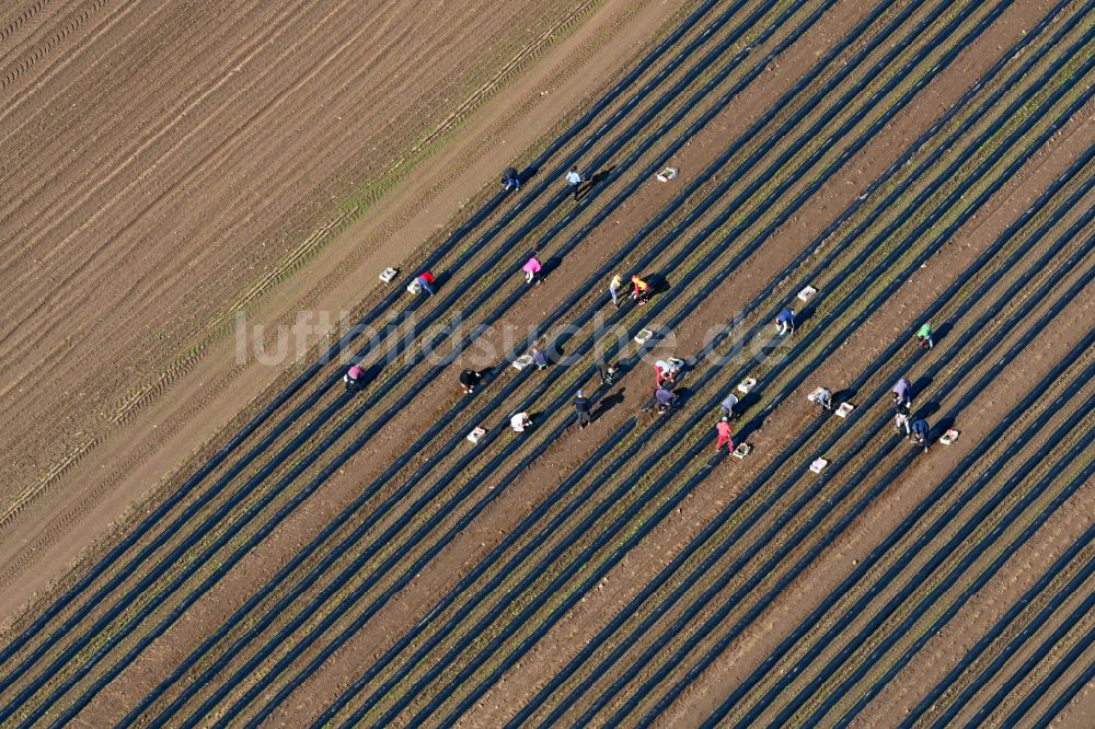 Luftbild Schmilau - Spargelernte Anbau auf Feld- Flächen in Schmilau im Bundesland Schleswig-Holstein, Deutschland