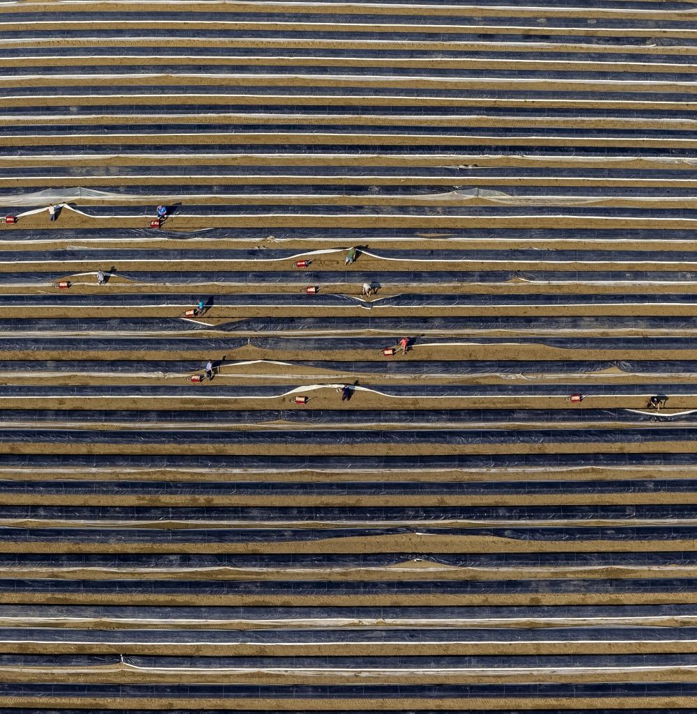 Luftaufnahme Datteln - Spargelernte auf einem Spargelfeld bei Datteln im Bundesland Nordrhein-Westfalen NRW