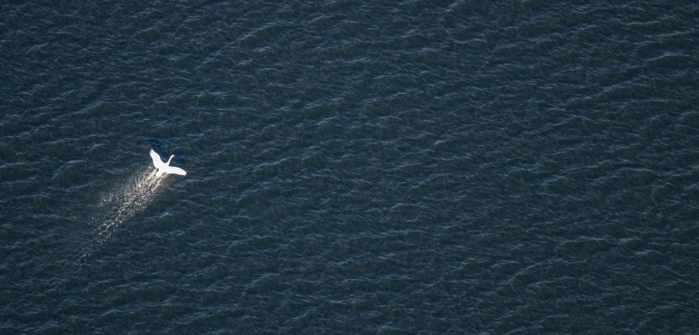 Luftbild Haltern am See - Spiegelung auf der Wasseroberfläche des Halterner Stausees mit einem Schwan in Haltern am See im Bundesland Nordrhein-Westfalen, Deutschland