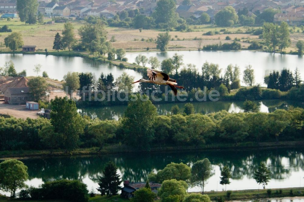 Cattenom von oben - Storch im Flug über Tümpel und Morast- Wasseroberfläche in einer Teichlandschaft an der Mosel in Cattenom in Alsace-Champagne-Ardenne-Lorraine, Frankreich