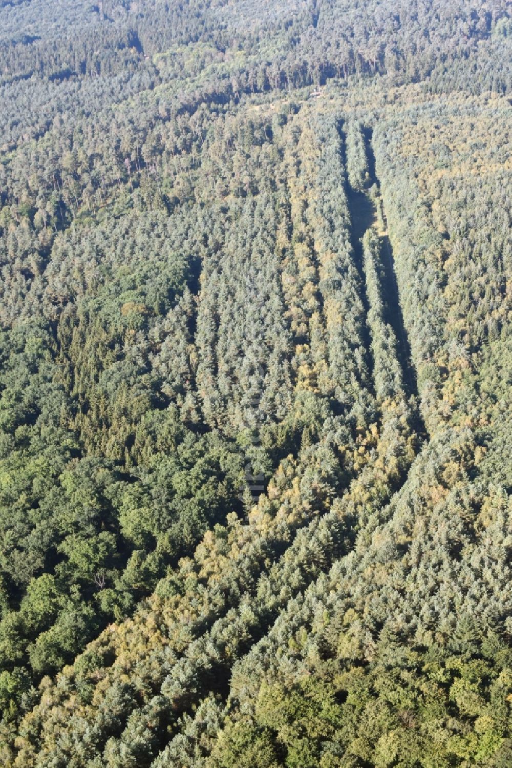 Walbeck von oben - Strecken- Verlauf der ehemaligen innerdeutschen Staatsgrenze in einem renaturierten Waldstück in Walbeck im Bundesland Sachsen-Anhalt