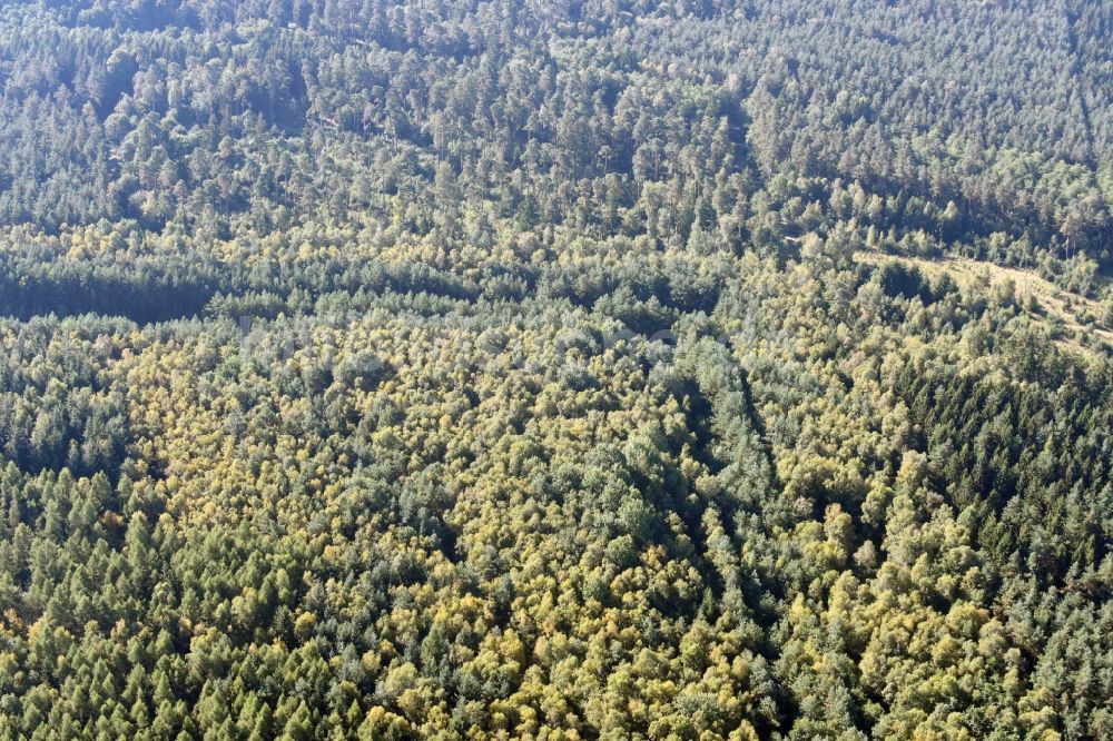Luftbild Walbeck - Strecken- Verlauf der ehemaligen innerdeutschen Staatsgrenze in einem renaturierten Waldstück in Walbeck im Bundesland Sachsen-Anhalt