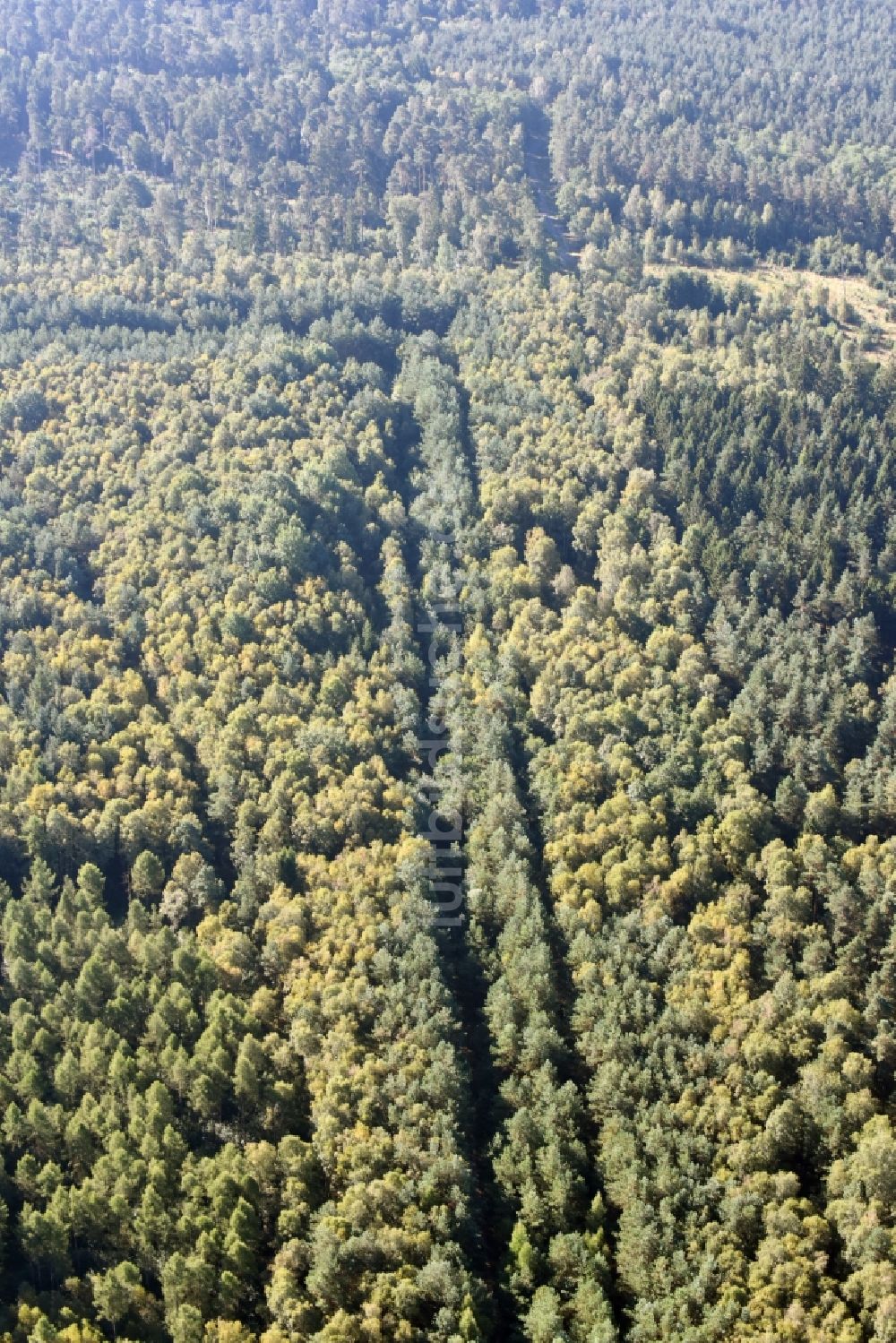 Luftaufnahme Walbeck - Strecken- Verlauf der ehemaligen innerdeutschen Staatsgrenze in einem renaturierten Waldstück in Walbeck im Bundesland Sachsen-Anhalt