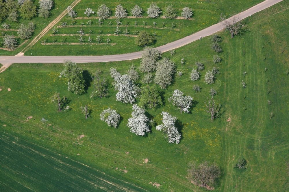Schliengen von oben - Streuobstwiese und Obstanbau- Plantage auf einem Feld im Eggenertal bei der Obstbaumblüte im Frühling in Schliengen im Bundesland Baden-Württemberg, Deutschland