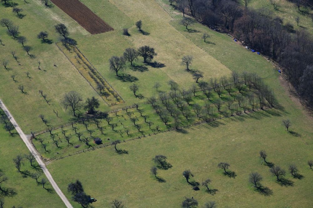 Luftbild Maulburg - Streuobstwiesen und Baumreihen einer Obstanbau- Plantage auf einem Feld in Maulburg im Bundesland Baden-Württemberg, Deutschland