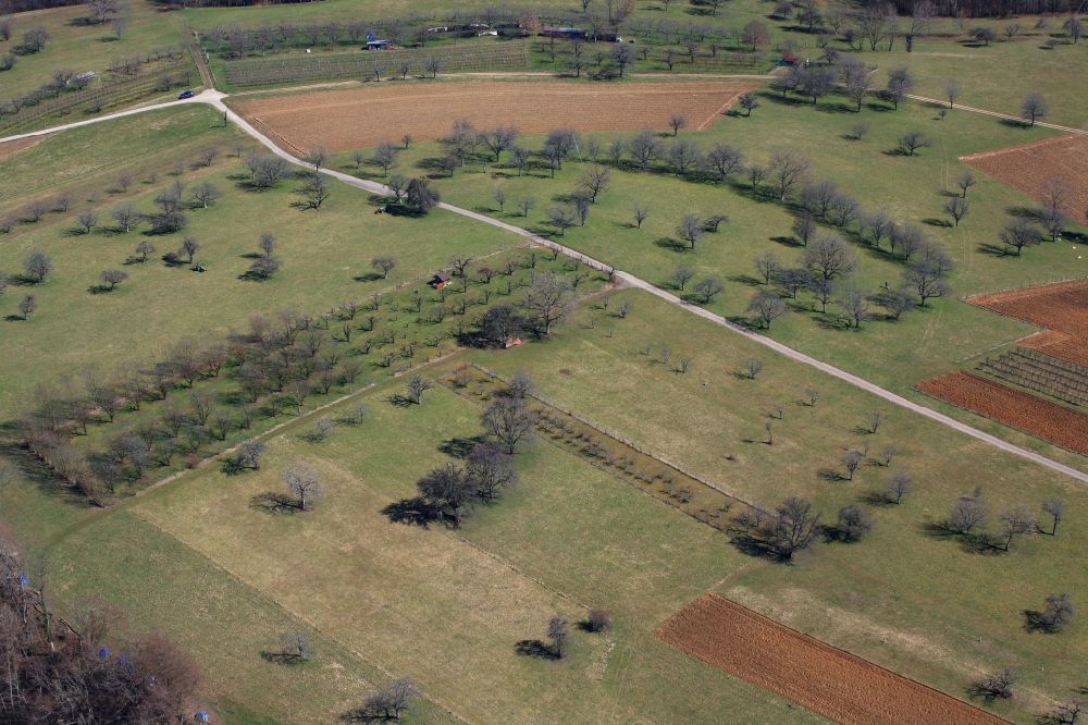 Luftaufnahme Maulburg - Streuobstwiesen und Baumreihen einer Obstanbau- Plantage auf einem Feld in Maulburg im Bundesland Baden-Württemberg, Deutschland