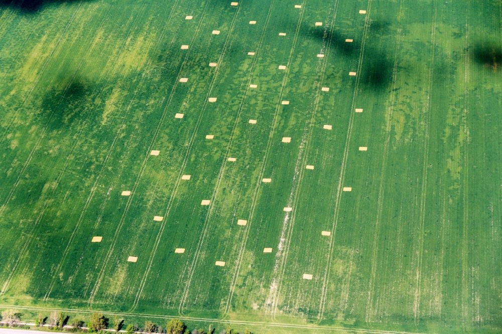 Quellendorf aus der Vogelperspektive: Strohballen- Landschaft auf einem Feld am Ortsrand in Quellendorf im Bundesland Sachsen-Anhalt, Deutschland
