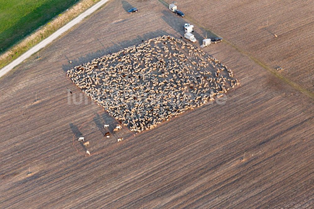 San Leonardo von oben - Strukturen eines abgeernteten Feldes mit eigepferchter Schaf - Herde in San Leonardo in Friuli-Venezia Giulia, Italien