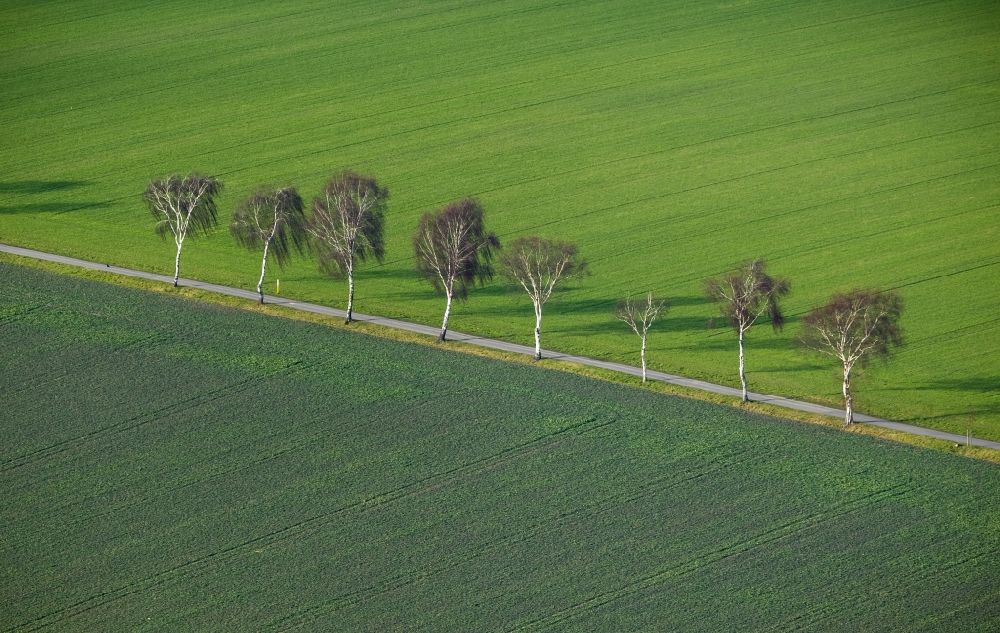 Ahlen OT Dolberg aus der Vogelperspektive: Strukturen einer Feld- Landschaft mit Baum- Reihen am Stadtrand von Ahlen - Dolberg im Ruhrgebiet im Bundesland Nordrhein-Westfalen NRW