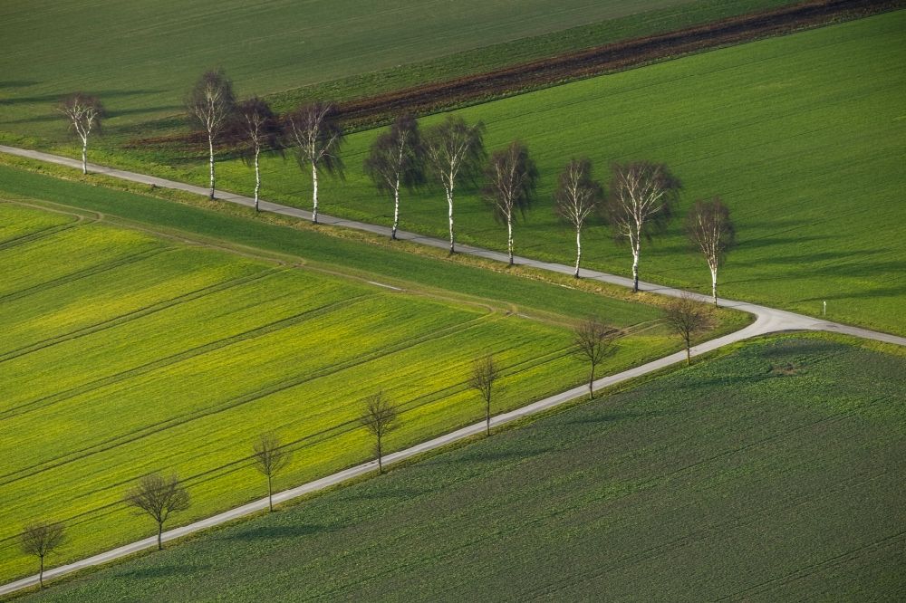 Luftbild Ahlen OT Dolberg - Strukturen einer Feld- Landschaft mit Baum- Reihen am Stadtrand von Ahlen - Dolberg im Ruhrgebiet im Bundesland Nordrhein-Westfalen NRW