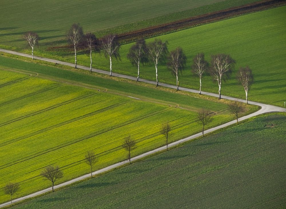 Luftaufnahme Ahlen OT Dolberg - Strukturen einer Feld- Landschaft mit Baum- Reihen am Stadtrand von Ahlen - Dolberg im Ruhrgebiet im Bundesland Nordrhein-Westfalen NRW