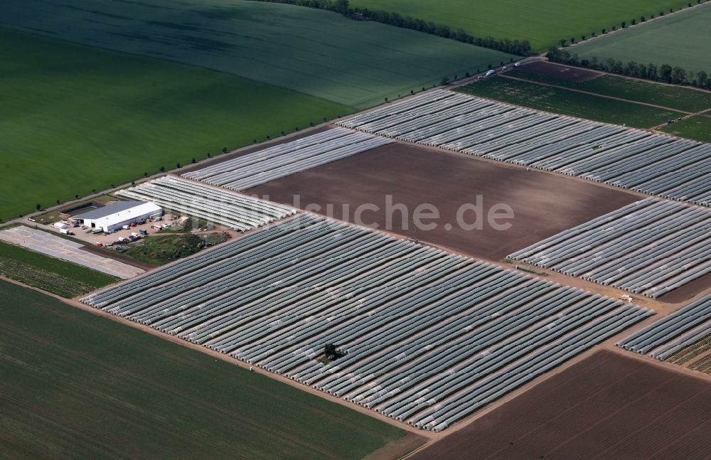 Luftaufnahme Gebesee - Strukturen auf landwirtschaftlichen Feldern beim Anbau von Erdbeeren in Gebesee im Bundesland Thüringen, Deutschland