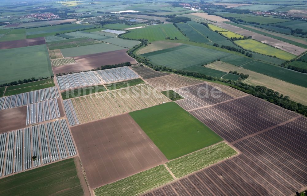 Gebesee aus der Vogelperspektive: Strukturen auf landwirtschaftlichen Feldern beim Anbau von Erdbeeren in Gebesee im Bundesland Thüringen, Deutschland
