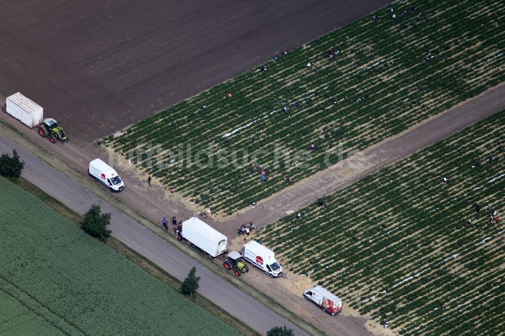 Luftaufnahme Gebesee - Strukturen auf landwirtschaftlichen Feldern beim Anbau von Erdbeeren in Gebesee im Bundesland Thüringen, Deutschland