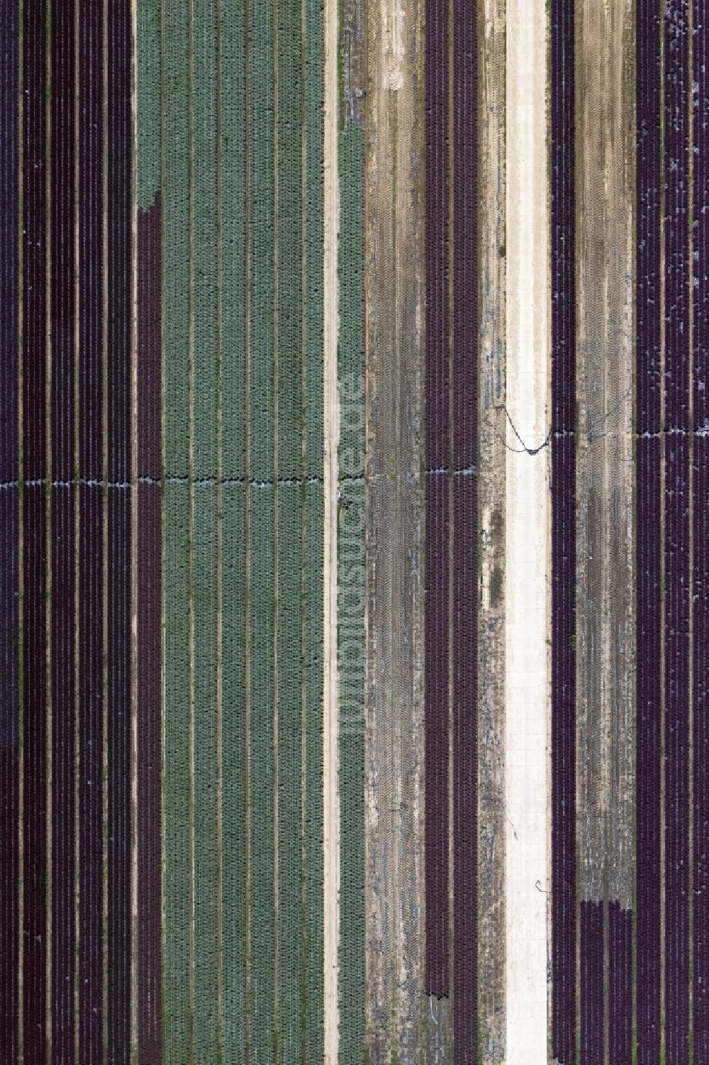 Luftaufnahme Bürstadt - Strukturen auf landwirtschaftlichen Feldern in Bürstadt im Bundesland Hessen, Deutschland