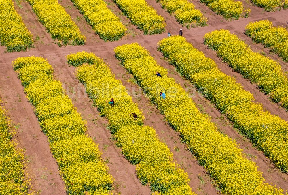 Malchow aus der Vogelperspektive: Strukturen auf landwirtschaftlichen Feldern mit gelben Rapsblüten in Malchow im Bundesland Mecklenburg-Vorpommern, Deutschland