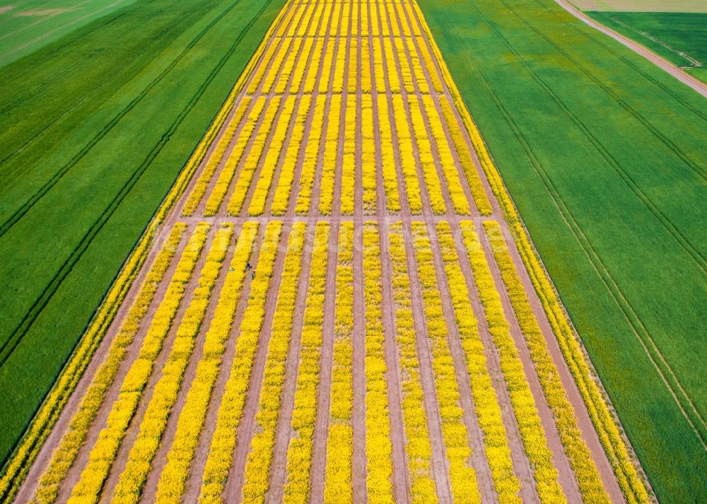 Malchow von oben - Strukturen auf landwirtschaftlichen Feldern mit gelben Rapsblüten in Malchow im Bundesland Mecklenburg-Vorpommern, Deutschland