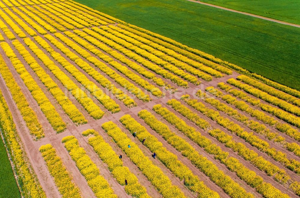 Luftbild Malchow - Strukturen auf landwirtschaftlichen Feldern mit gelben Rapsblüten in Malchow im Bundesland Mecklenburg-Vorpommern, Deutschland