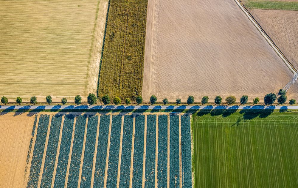 Luftbild Horn-Millinghausen - Strukturen auf landwirtschaftlichen Feldern in Horn-Millinghausen im Bundesland Nordrhein-Westfalen, Deutschland