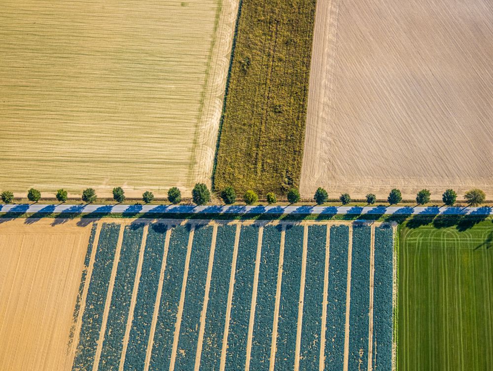 Luftaufnahme Horn-Millinghausen - Strukturen auf landwirtschaftlichen Feldern in Horn-Millinghausen im Bundesland Nordrhein-Westfalen, Deutschland