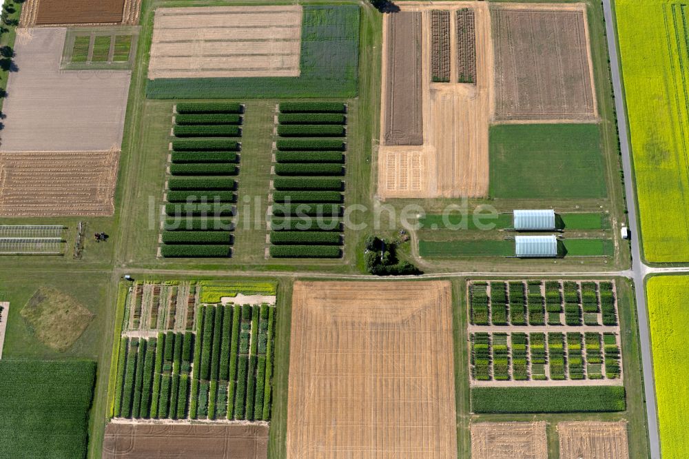 Luftbild Braunschweig - Strukturen auf landwirtschaftlichen Feldern des Johann Heinrich von Thünen-Institut in Braunschweig im Bundesland Niedersachsen, Deutschland