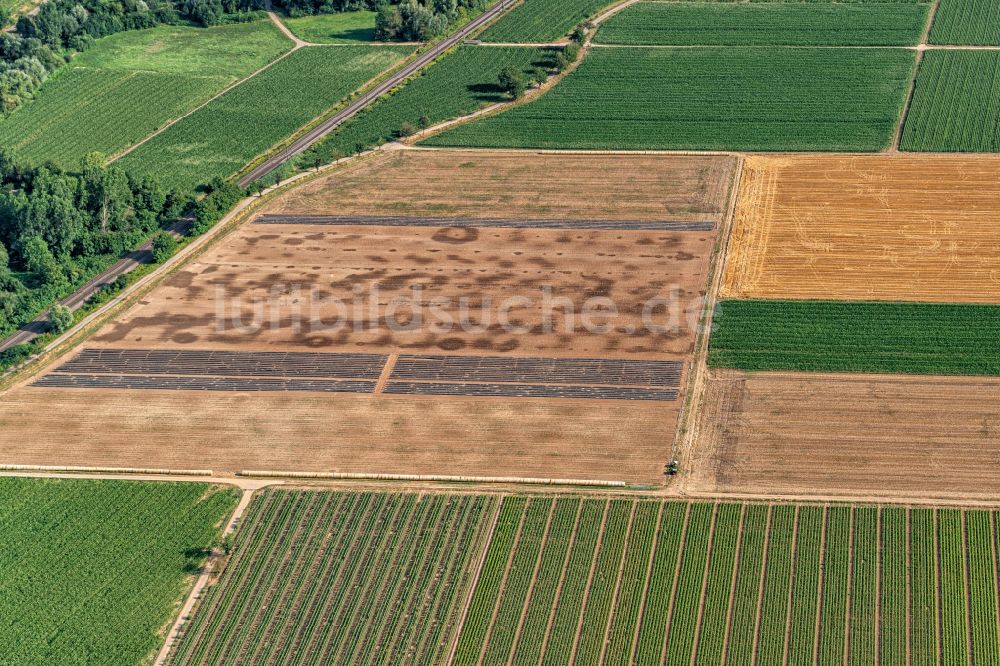 Luftaufnahme Kenzingen - Strukturen auf landwirtschaftlichen Feldern in Kenzingen im Bundesland Baden-Württemberg, Deutschland