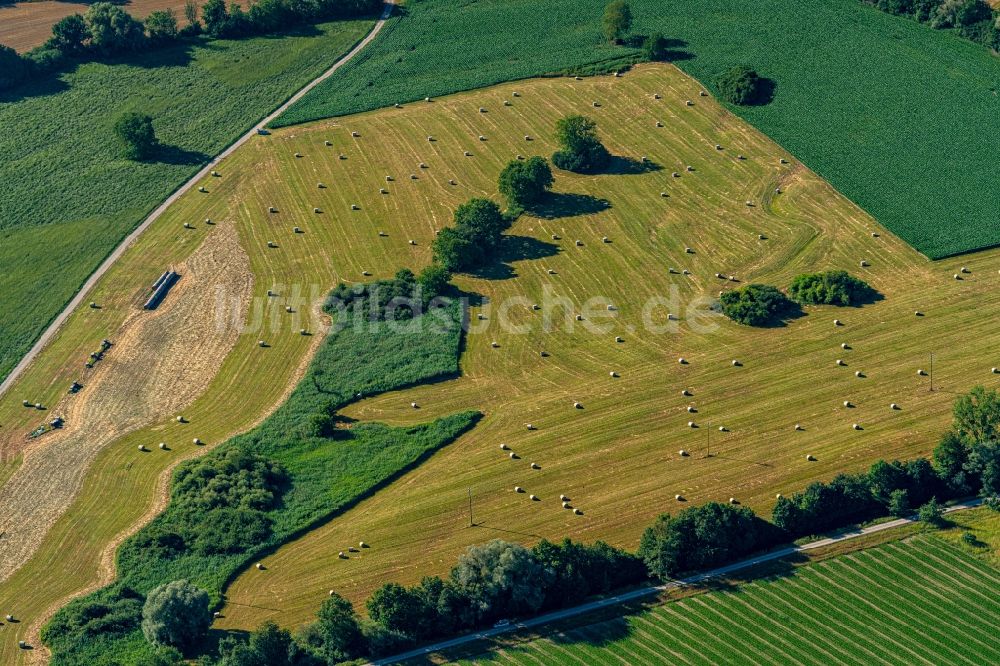Luftbild Rheinhausen - Strukturen auf landwirtschaftlichen Feldern im Oberrheingraben in Rheinhausen im Bundesland Baden-Württemberg, Deutschland