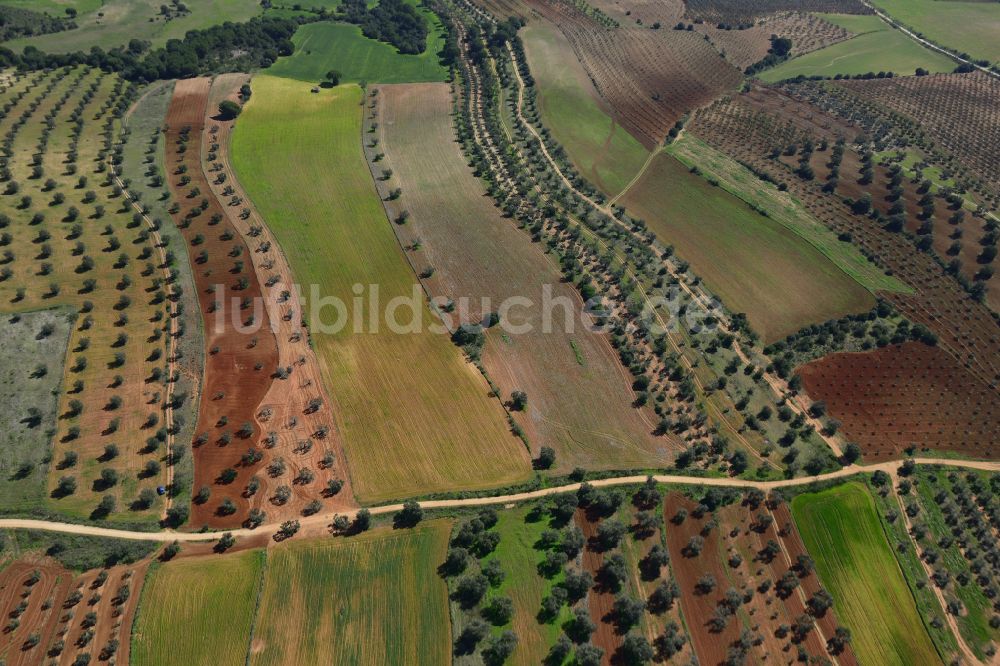 La Penuela von oben - Strukturen auf landwirtschaftlichen Feldern einer Olivenplantage in La Penuela in Andalucia, Spanien