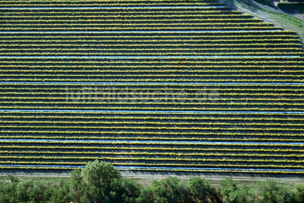 Klein Kreutz aus der Vogelperspektive: Strukturen auf landwirtschaftlichen Feldern mit Planzen- Reihen in Klein Kreutz im Bundesland Brandenburg, Deutschland