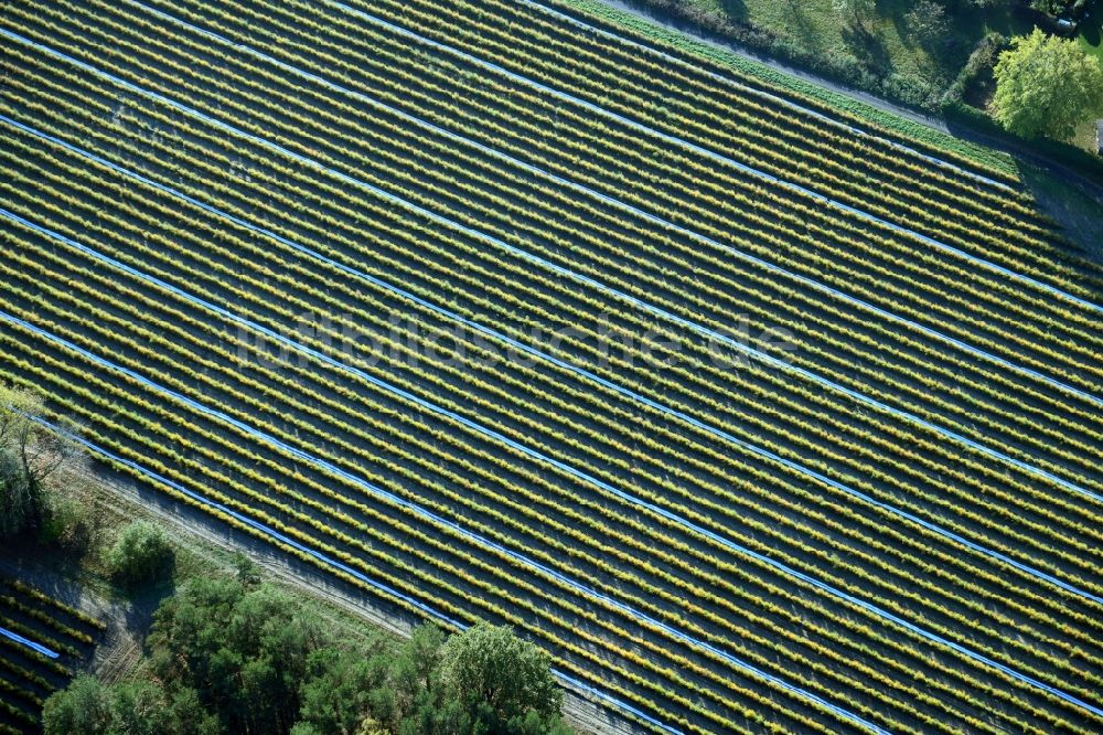 Luftbild Klein Kreutz - Strukturen auf landwirtschaftlichen Feldern mit Planzen- Reihen in Klein Kreutz im Bundesland Brandenburg, Deutschland