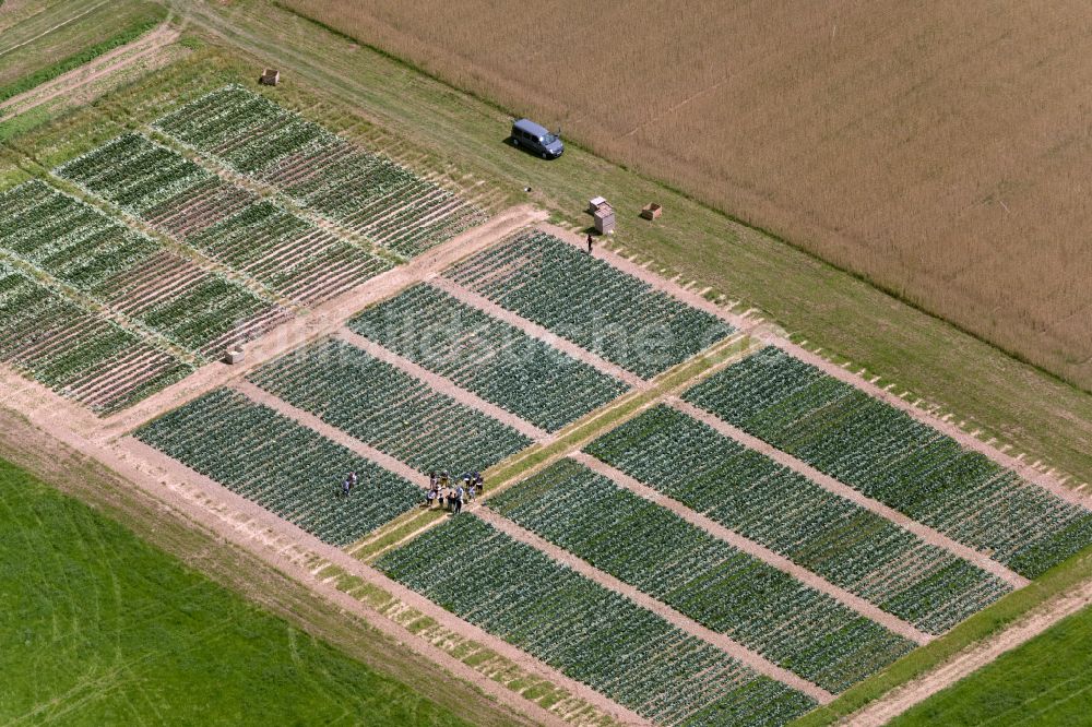 Luftaufnahme Stuttgart - Strukturen auf landwirtschaftlichen Feldern in Stuttgart im Bundesland Baden-Württemberg, Deutschland