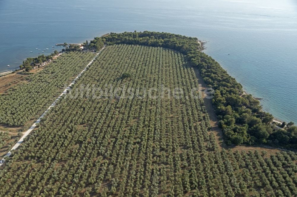 Vodnjan aus der Vogelperspektive: Strukturen auf landwirtschaftlichen Feldern zum Olivenanbau in Vodnjan in Istrien - Istarska zupanija, Kroatien