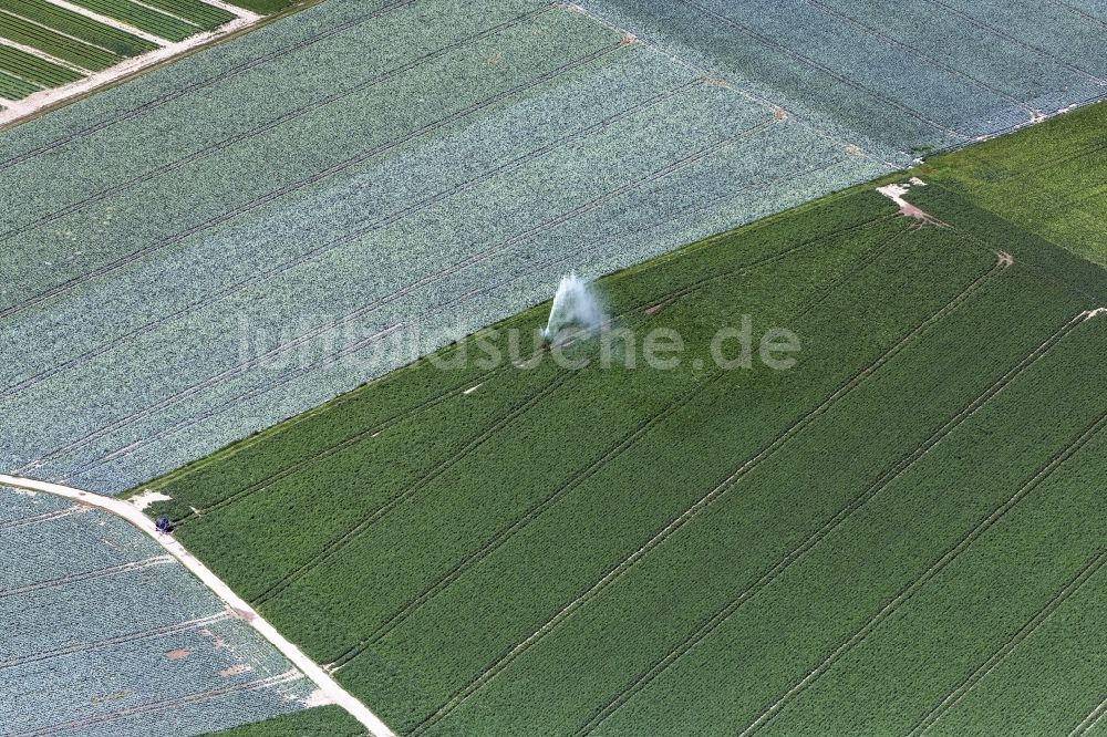 Tönisvorst von oben - Strukturen auf landwirtschaftlichen Kohlfeldern die bewässert werden in Tönisvorst im Bundesland Nordrhein-Westfalen, Deutschland
