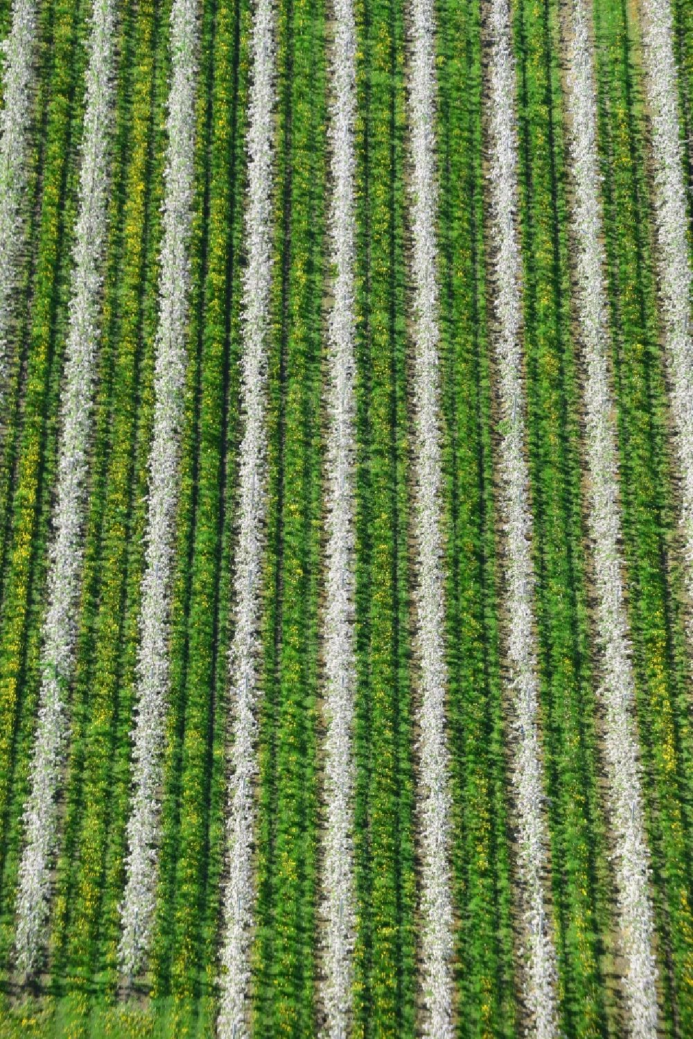 Luftbild Hirschfelde - Strukturen von Obst- Baumreihen auf landwirtschaftlichen Feldern in Hirschfelde im Bundesland Brandenburg