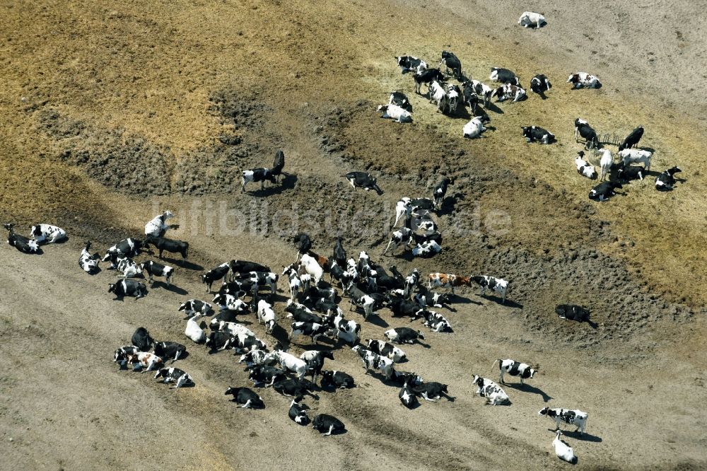 Luftaufnahme Trechwitz - Strukturen einer Wiesen- Weide mit Kuh - Herde in Trechwitz im Bundesland Brandenburg, Deutschland
