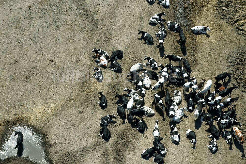 Trechwitz aus der Vogelperspektive: Strukturen einer Wiesen- Weide mit Kuh - Herde in Trechwitz im Bundesland Brandenburg, Deutschland
