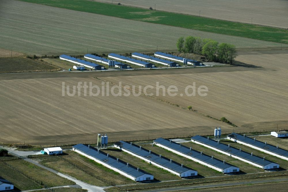 Luftaufnahme Oppin - Tierzucht- Stallanlagen Tierzucht für die Fleischproduktion in Oppin im Bundesland Sachsen-Anhalt, Deutschland
