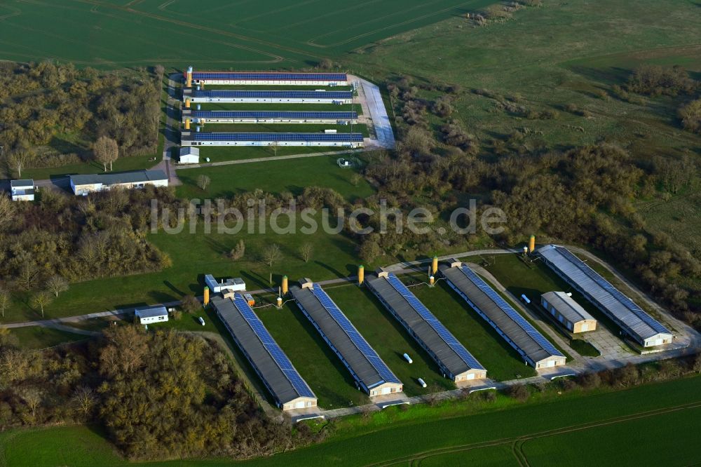 Wettin von oben - Tierzucht- Stallanlagen Tierzucht für die Fleischproduktion in Wettin im Bundesland Sachsen-Anhalt, Deutschland